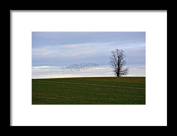 Farmland Framed Print featuring the photograph Dusk Tree and Birds by Tana Reiff
