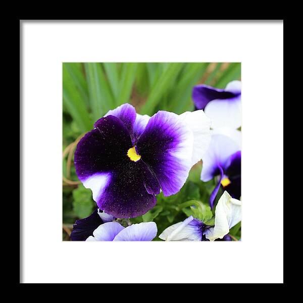 Photography Framed Print featuring the photograph Dusted Purple Pansy by M E