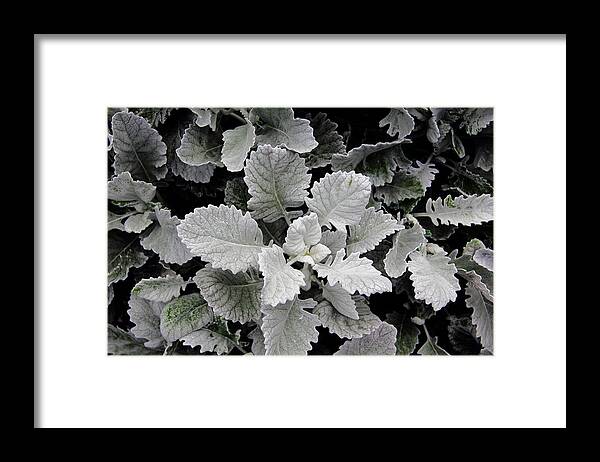 Plant Framed Print featuring the photograph Dusty Miller by Allen Nice-Webb