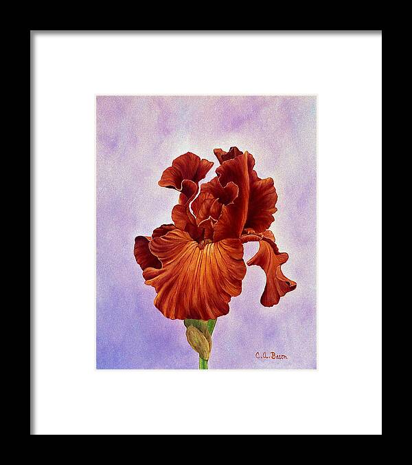 Iris Framed Print featuring the painting Dutch Chocolate Bearded Iris by Charlotte Bacon