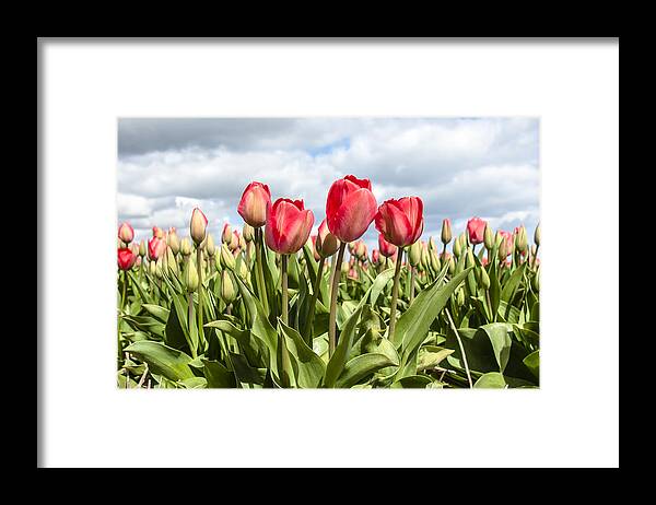 Netherlands Framed Print featuring the photograph Dutch Tulips first shoot of 2015 Part 3 by Alex Hiemstra
