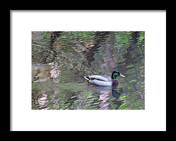 Mallard Framed Print featuring the photograph Duck Patterns by Suzy Piatt