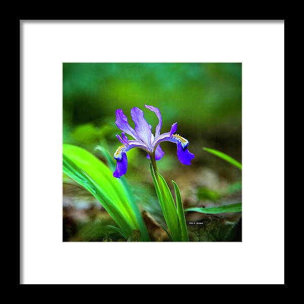 Iris Framed Print featuring the photograph Dwarf Crested Iris by Dale R Carlson