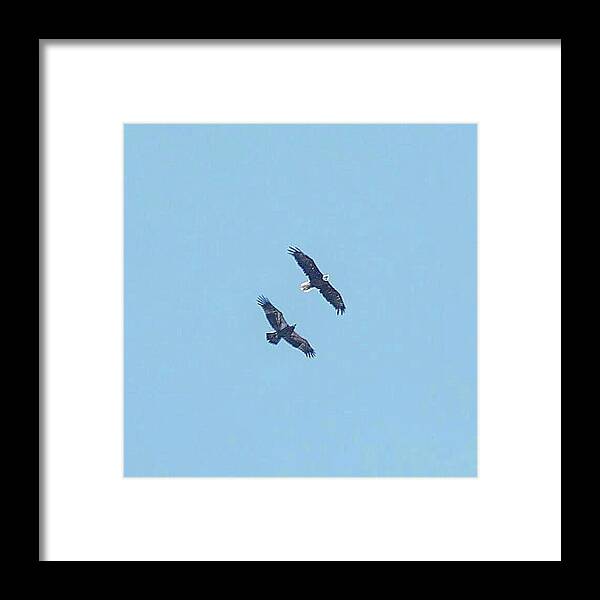 Bald Eagles Framed Print featuring the photograph E9 and parent soaring preparing for a new adventure by Liz Grindstaff