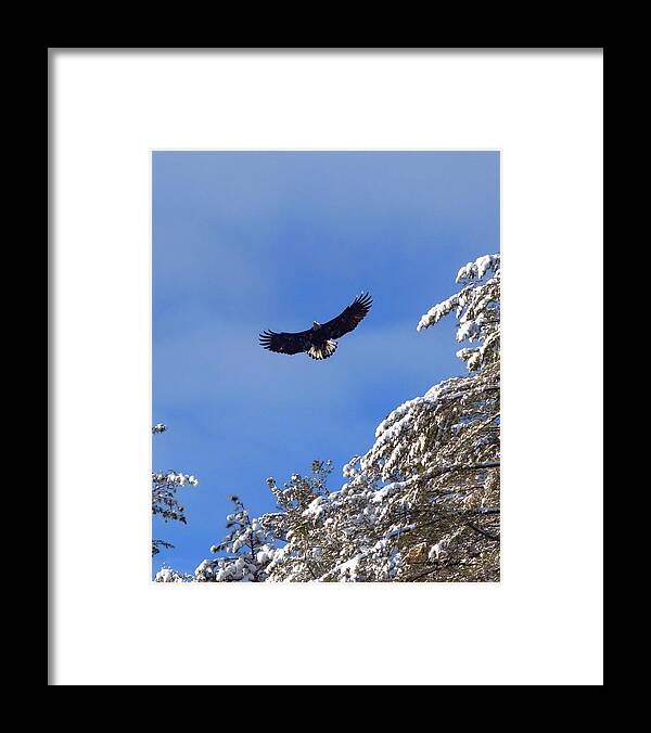 Eagle Framed Print featuring the photograph Eagle 2 by Harry Moulton