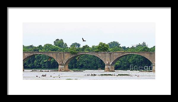 Bald Eagle Framed Print featuring the photograph Eagle Above Interurban Bridge 2186 by Jack Schultz