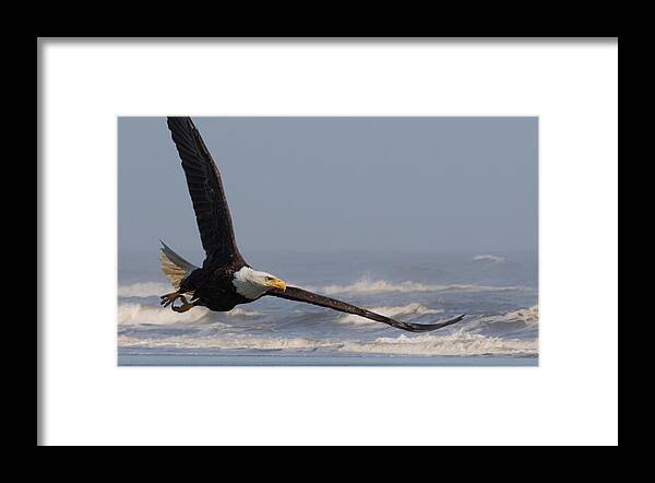 Eagle Framed Print featuring the photograph Eagle and Surf by Angie Vogel