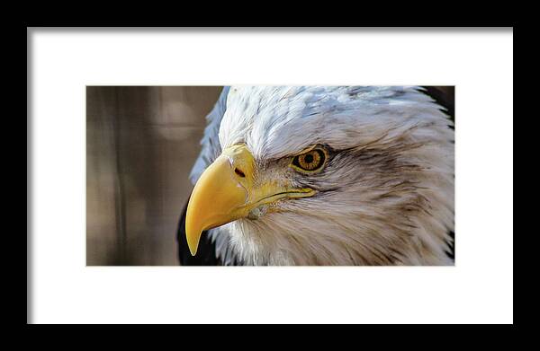 Bald Eagle Framed Print featuring the photograph Eagle Eye by Holly Ross