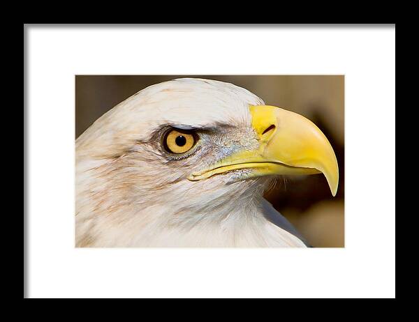 American Eagle Framed Print featuring the photograph Eagle Eye by William Jobes