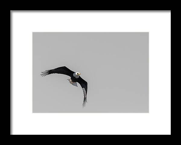 Bald Framed Print featuring the photograph Bald Eagle Flight #2 by Britt Runyon