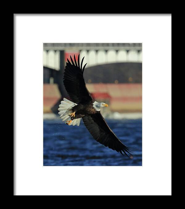 Eagle Framed Print featuring the photograph Eagle Flying by Coby Cooper