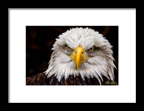 Animals Framed Print featuring the photograph Defiant and Resolute - Bald Eagle by Rikk Flohr
