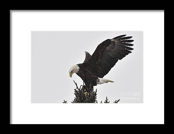 Photography Framed Print featuring the photograph Eagle in a Snow Shower by Larry Ricker