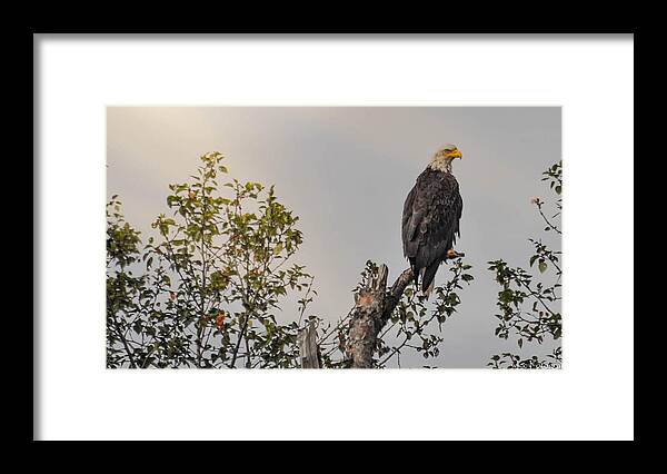 Nature Framed Print featuring the photograph Eagle in Tree Top by Wendy Carrington