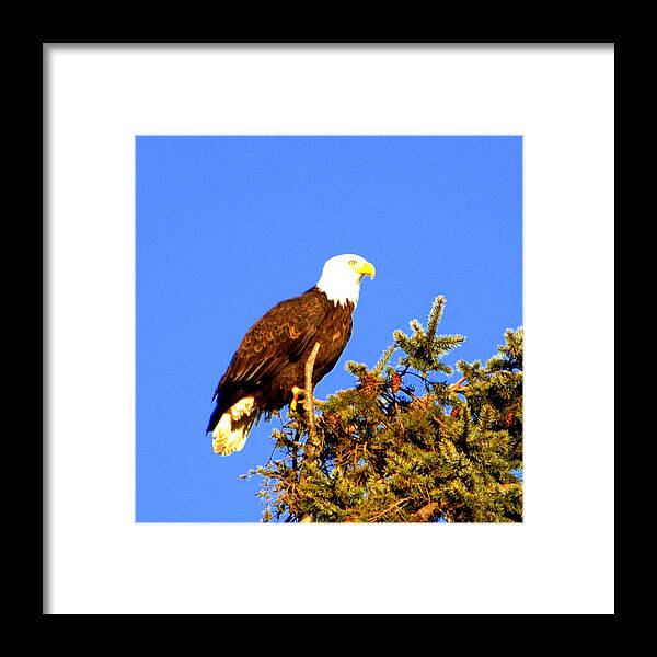 Eagle Framed Print featuring the photograph Eagle by Jerry Cahill