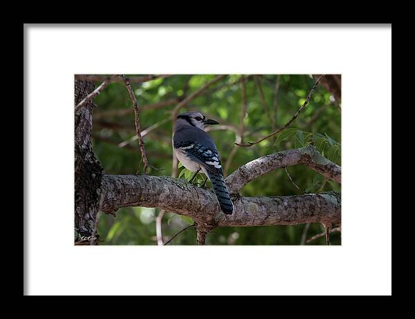 Florida Framed Print featuring the photograph Eagle Lakes Park - Northern Blue Jay - Profile by Ronald Reid