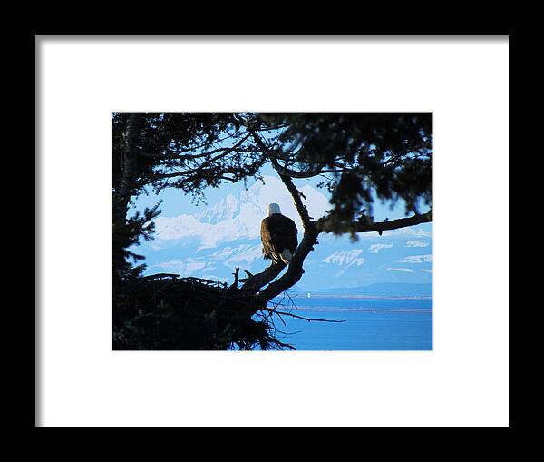 Eagle Framed Print featuring the photograph Eagle - Mt Baker - Eagles Nest by Marie Jamieson