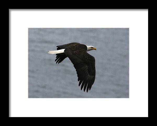 Eagle Framed Print featuring the photograph Eagle NW 3081 by Mary Gaines