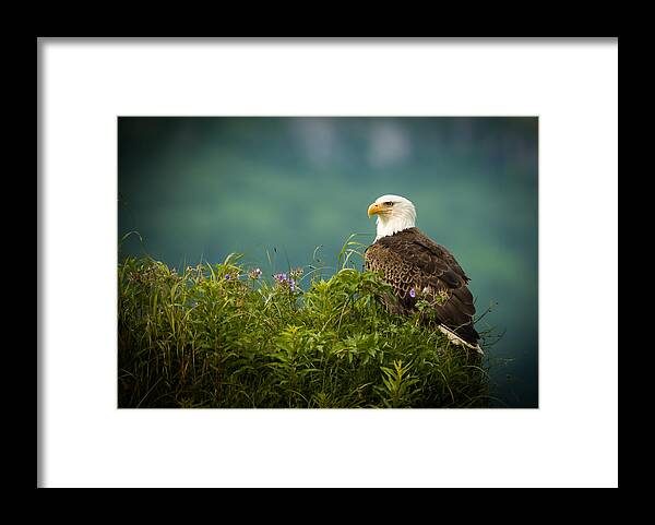 Birds Framed Print featuring the photograph Eagle on the lookout by Steven Upton