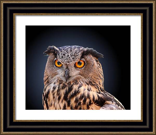 Studio Dalio - Eagle Owl Framed Print