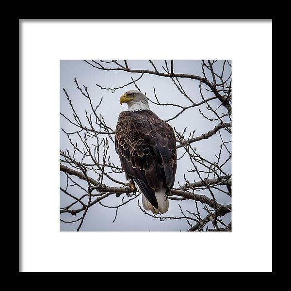 Bald Eagle Framed Print featuring the photograph Eagle Perched by Paul Freidlund