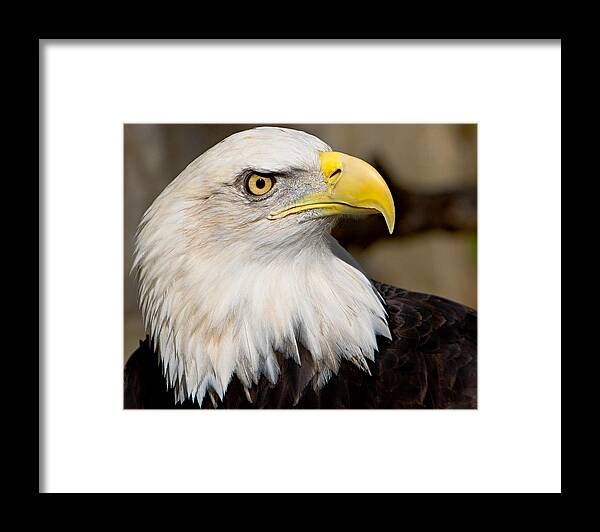 Eagle Framed Print featuring the photograph Eagle Power by William Jobes