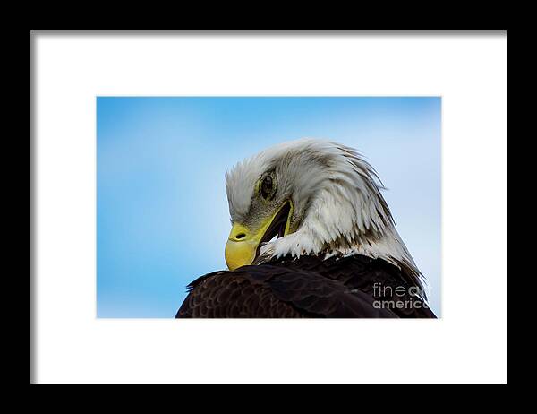 Eagle Framed Print featuring the photograph Eagle by Quinn Sedam