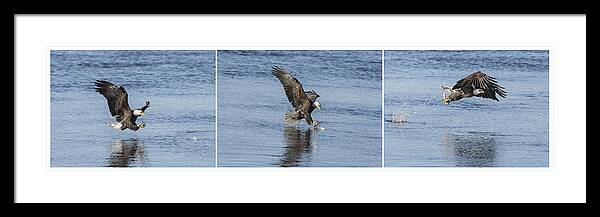 American Bald Eagle Framed Print featuring the photograph Eagle Triptych 2016-2 by Thomas Young