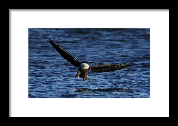Eagle Framed Print featuring the photograph Eagle with talons up by Coby Cooper