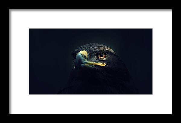 #faatoppicks Framed Print featuring the photograph Eagle by Zoltan Toth