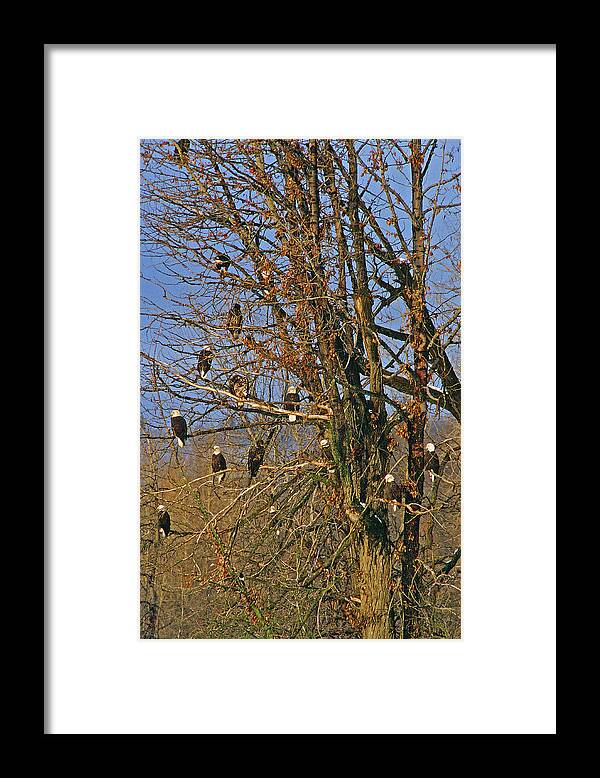 Eagle Framed Print featuring the photograph Eagles Eagles Eagles by Ted Keller