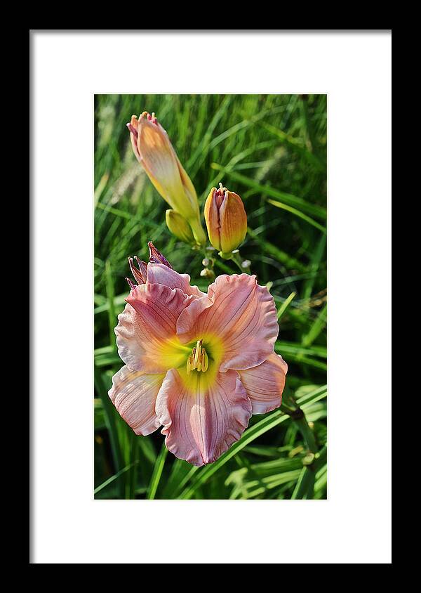 Daylily Framed Print featuring the photograph Early August Single Daylily by Janis Senungetuk