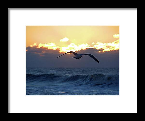 Seas Framed Print featuring the photograph Early Bird by Newwwman