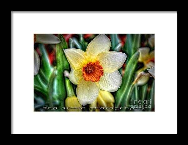 Background Framed Print featuring the digital art Early Bloomer by Dan Stone
