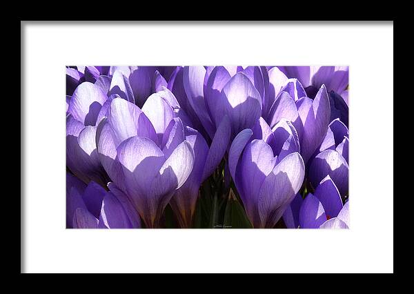Floral Framed Print featuring the photograph Early Crocus by Mikki Cucuzzo