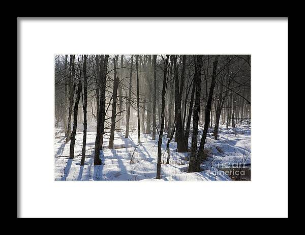 Fog Framed Print featuring the photograph Early morning fog in a New Hampshire forest by Erin Paul Donovan