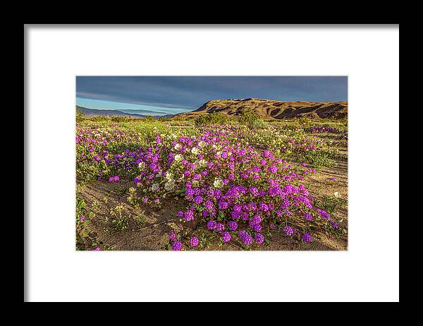 Anza-borrego Desert Framed Print featuring the photograph Early Morning Light Super Bloom by Peter Tellone