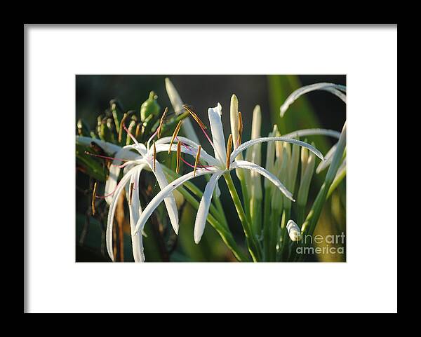 Flowers Framed Print featuring the photograph Early morning Lily by LeeAnn Kendall