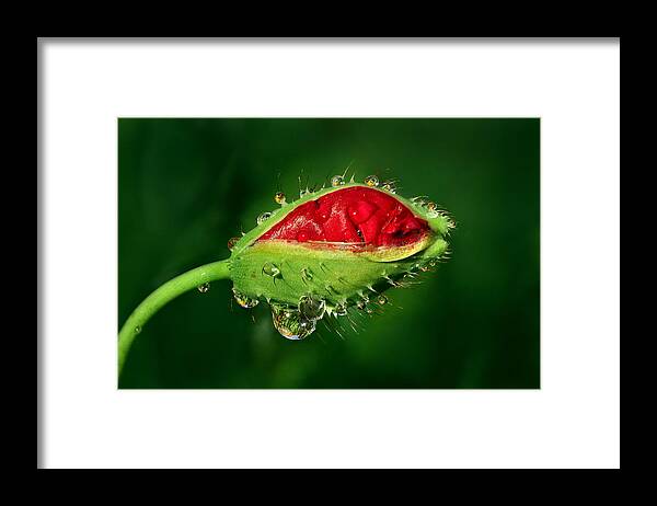 Poppy Framed Print featuring the photograph Early Morning Poppy by Yuri Peress