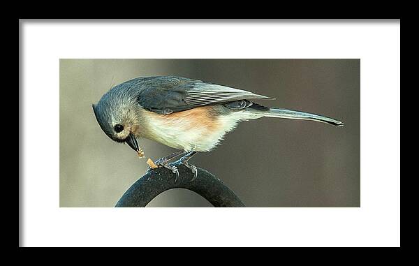 Alexandria Framed Print featuring the photograph Early Titmouse Gets the Worm by Jim Moore