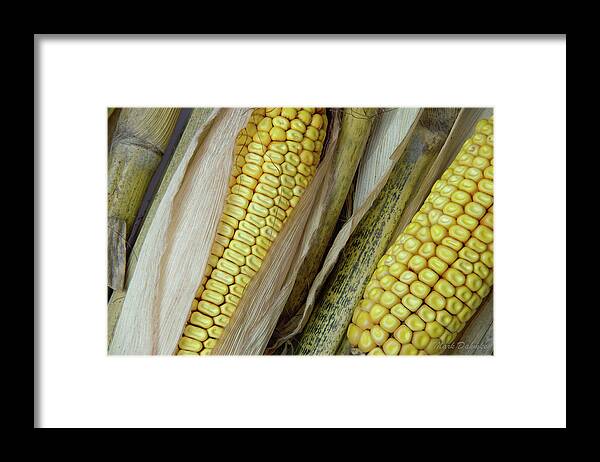  Framed Print featuring the photograph Ears of Corn #3 by Mark Dahmke
