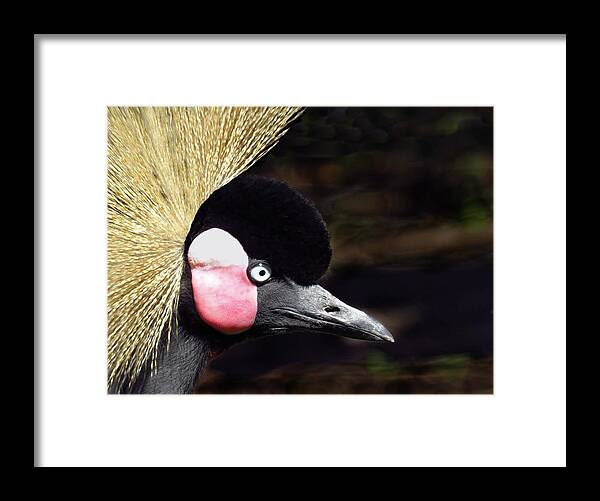 Crane Framed Print featuring the photograph East African Crowned Crane by Rosalie Scanlon
