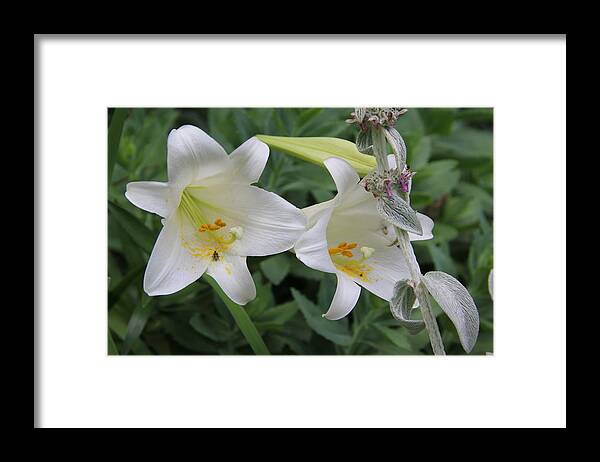 Flower Framed Print featuring the photograph Easter Lily by Allen Nice-Webb