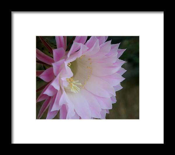 Cactus Easter Lily Bloom Framed Print featuring the painting Easter Lily Cactus East 2 by Marna Edwards Flavell