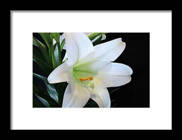 Nature Framed Print featuring the photograph Easter Lily on Black by Sheila Brown