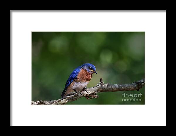 Bluebird Framed Print featuring the photograph Eastern Bluebird by Andrea Silies