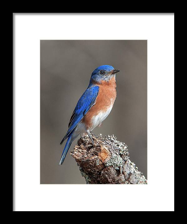 Nature Framed Print featuring the photograph Eastern Bluebird DSB0291 by Gerry Gantt