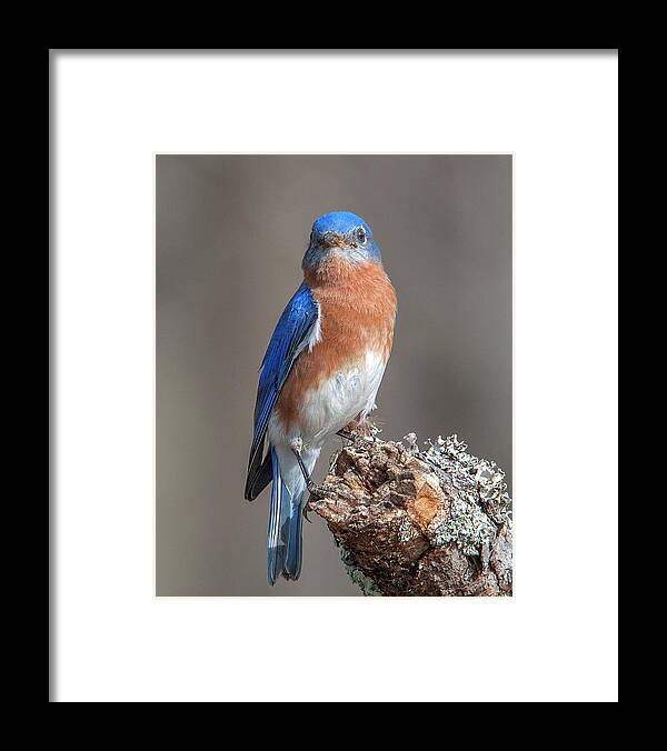 Nature Framed Print featuring the photograph Eastern Bluebird DSB0300 by Gerry Gantt