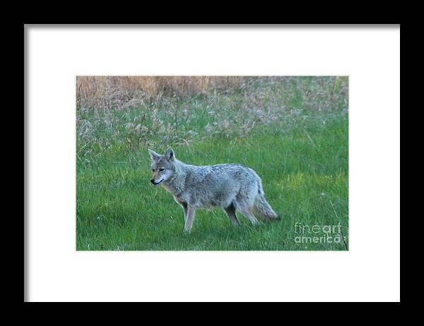 Coyote Framed Print featuring the photograph Eastern Coyote in Meadow  by Neal Eslinger