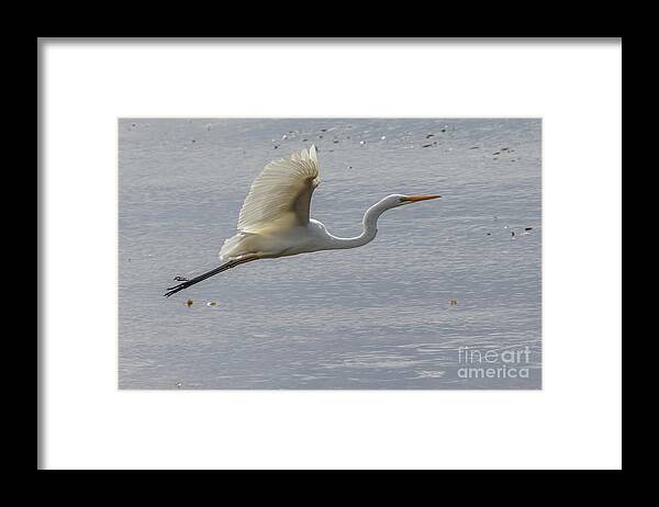 Nature Framed Print featuring the photograph Eastern Great Egret 03 by Werner Padarin
